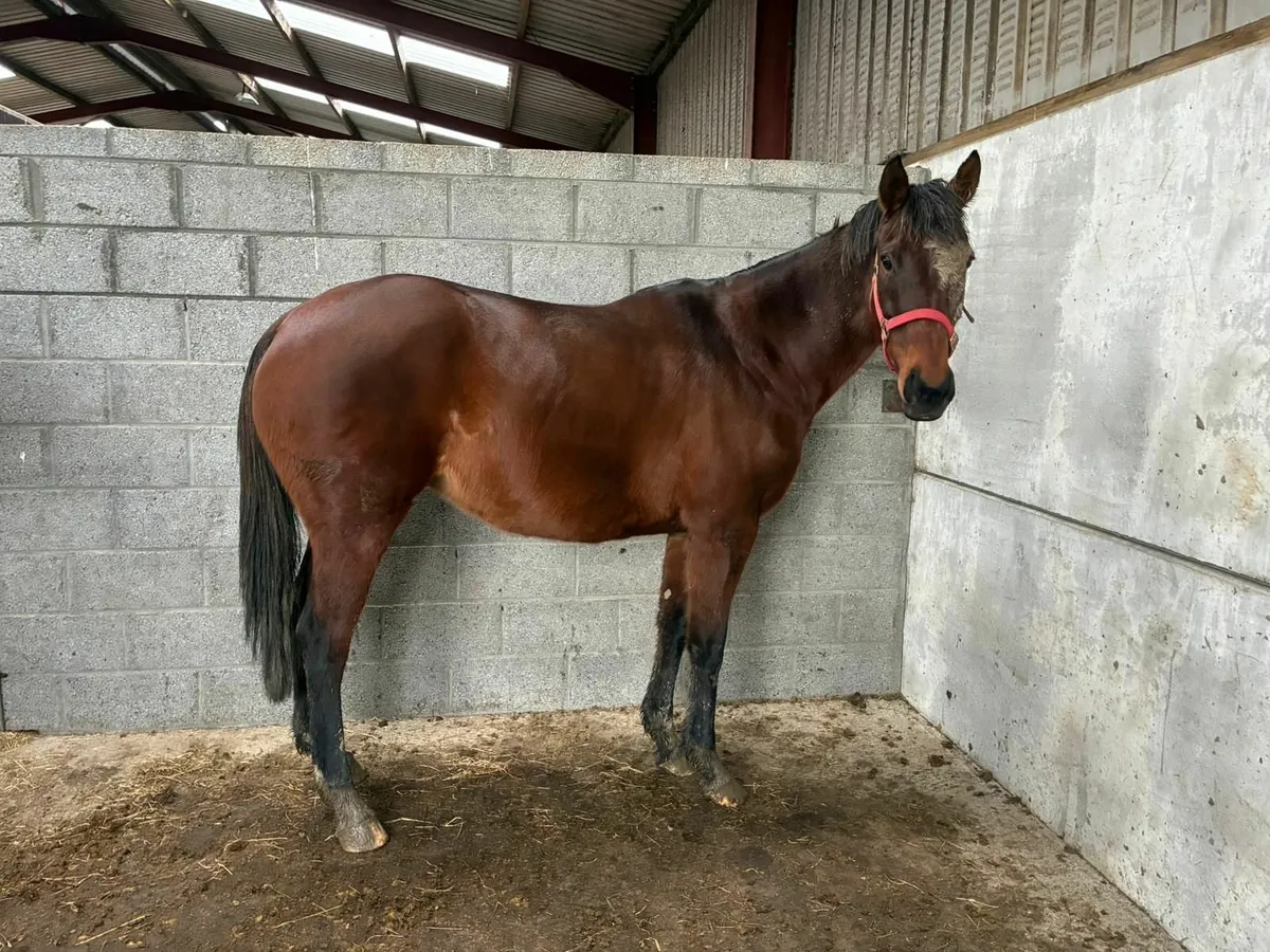 Quality Broodmare - Image 2