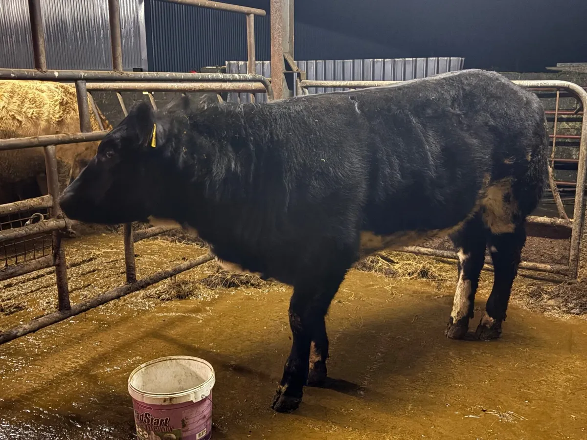 BBX Heifer - Image 2