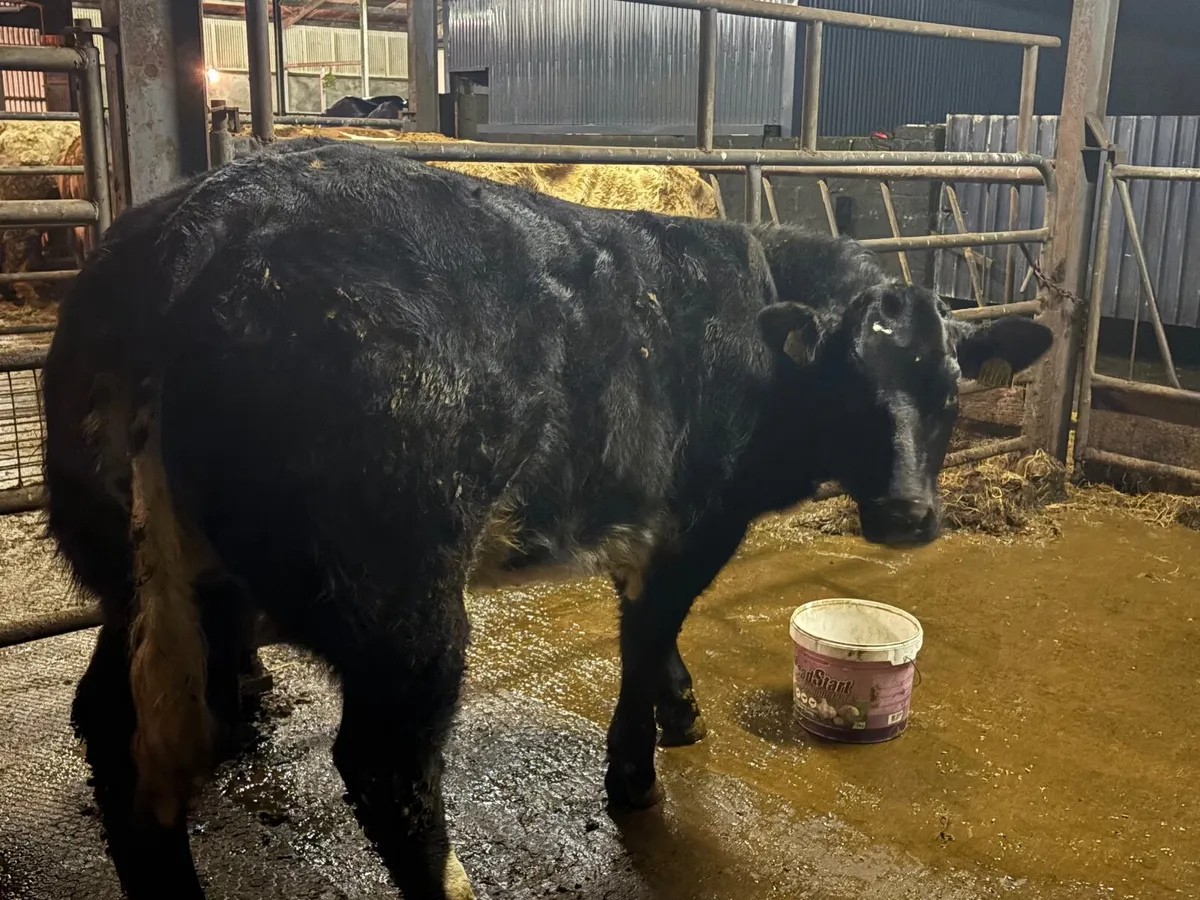 BBX Heifer - Image 3