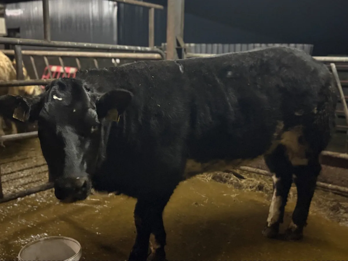 BBX Heifer - Image 4