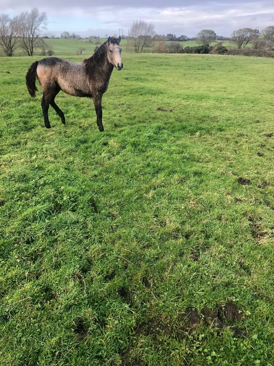 Filly Foal - Image 1