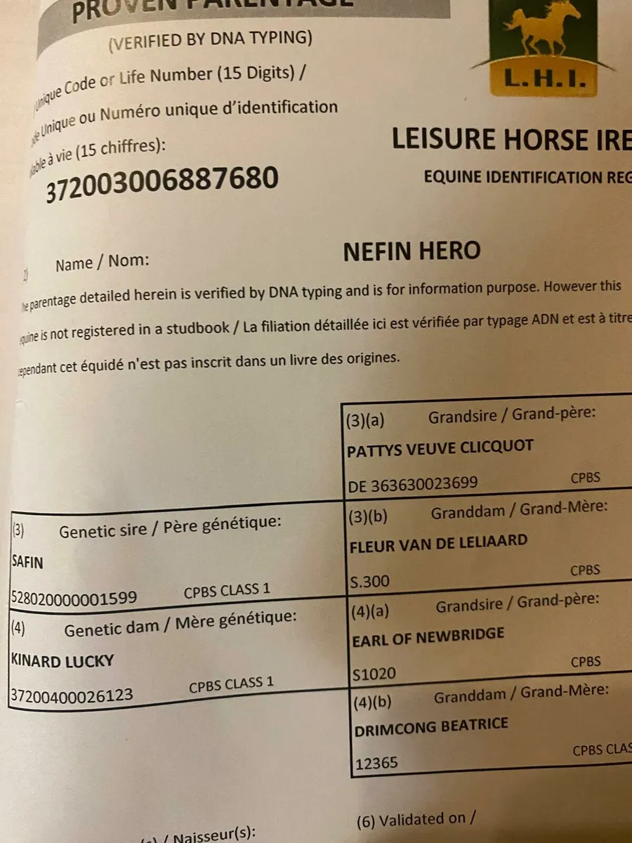 Filly Foal - Image 3