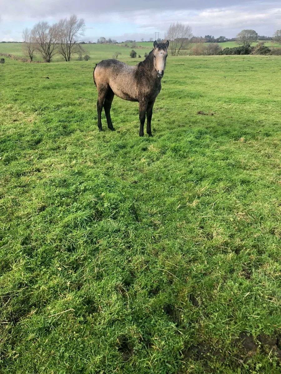 Filly Foal - Image 2