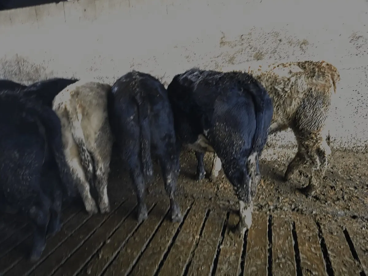 12 Eby limousin heifers - Image 2