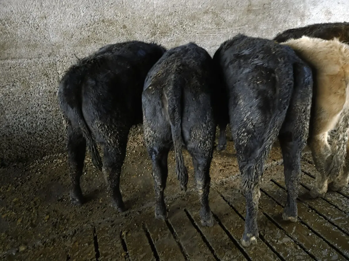 12 Eby limousin heifers - Image 3