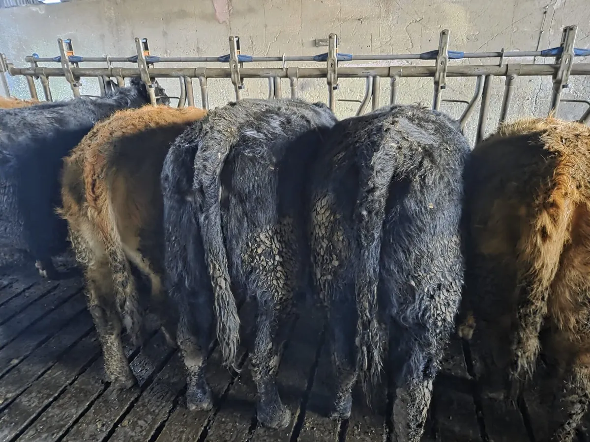 12 Eby limousin heifers - Image 1