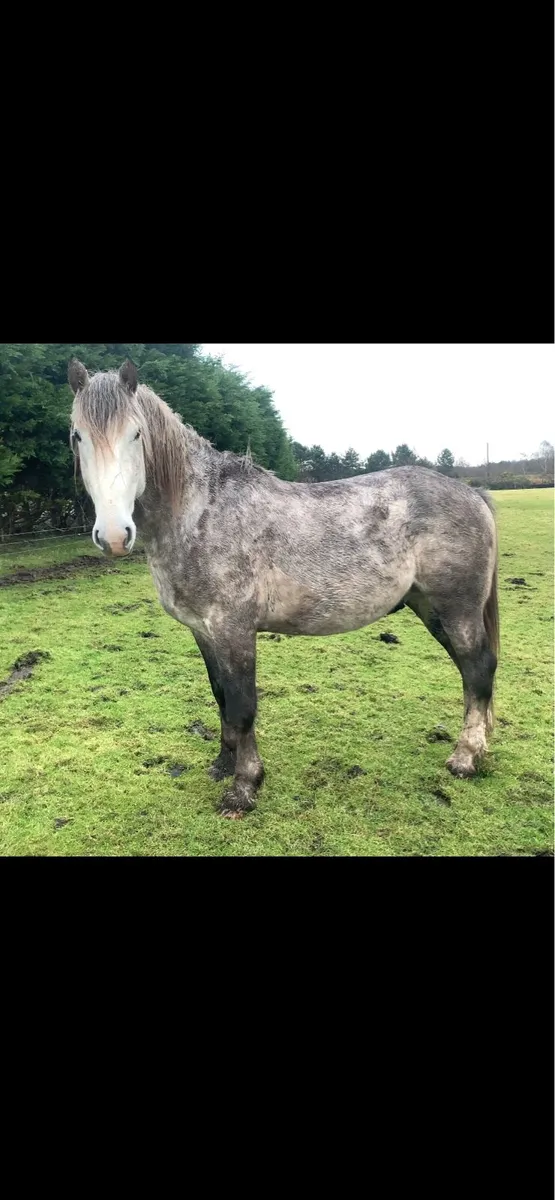 4year old RID colt - Image 1