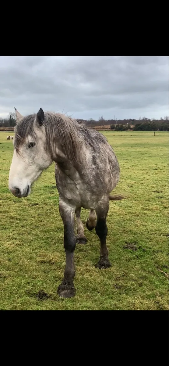 4year old RID colt - Image 3