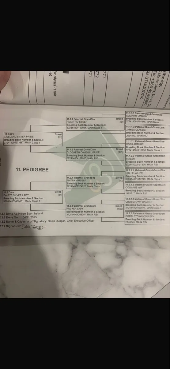 4year old RID colt - Image 4