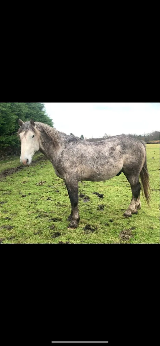4year old RID colt - Image 2