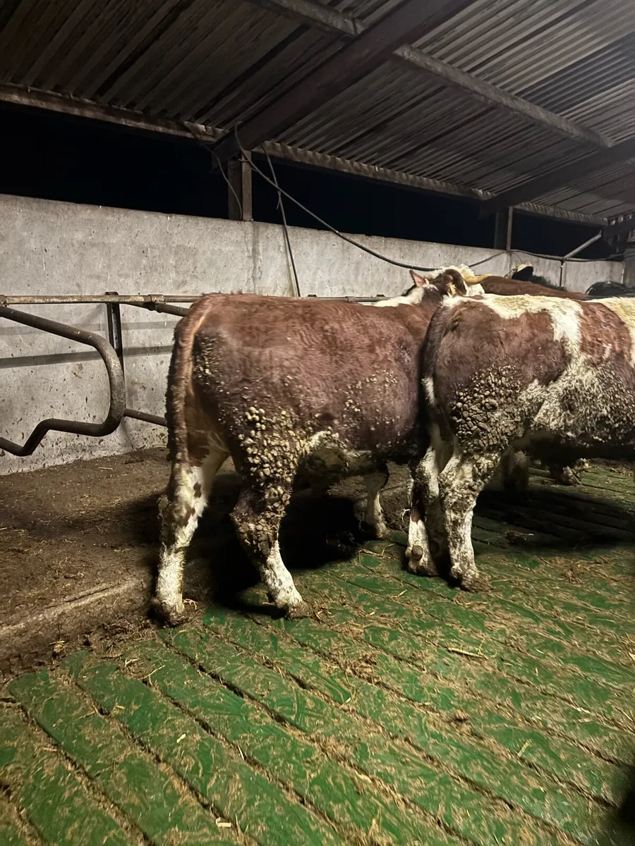 Finished 2 year old Bullock - Image 2