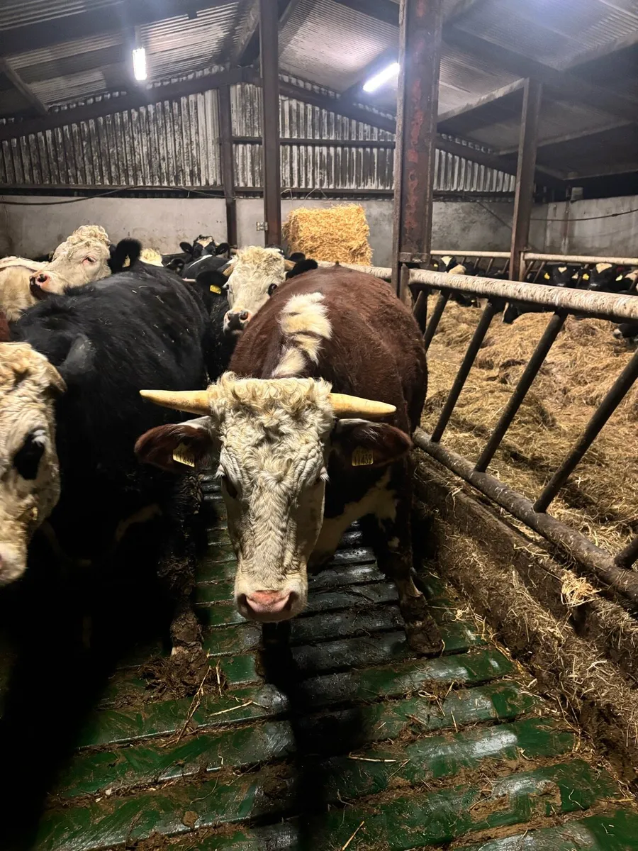 Finished 2 year old Bullock - Image 4