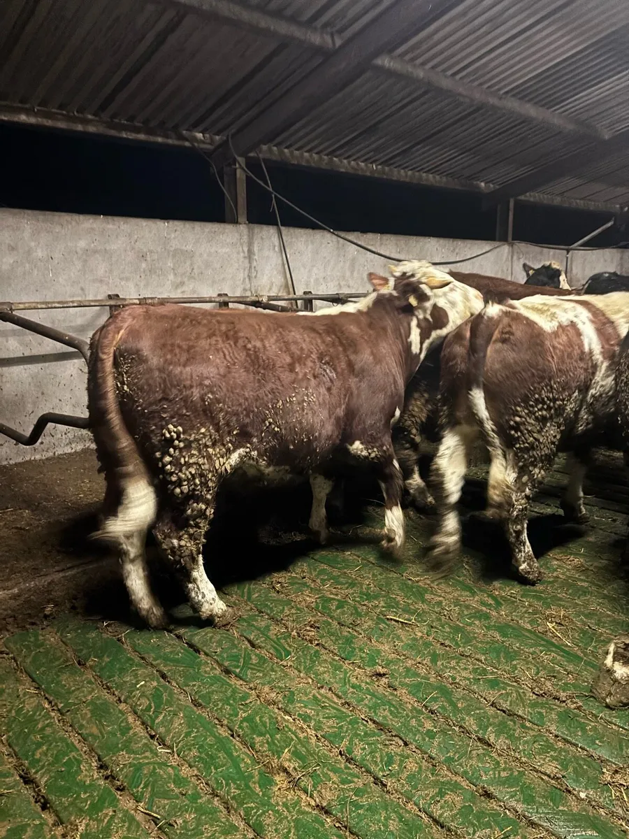 Finished 2 year old Bullock - Image 3