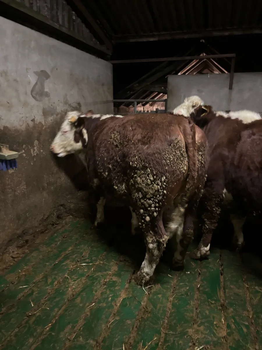 Finished 2 year old Bullock - Image 1