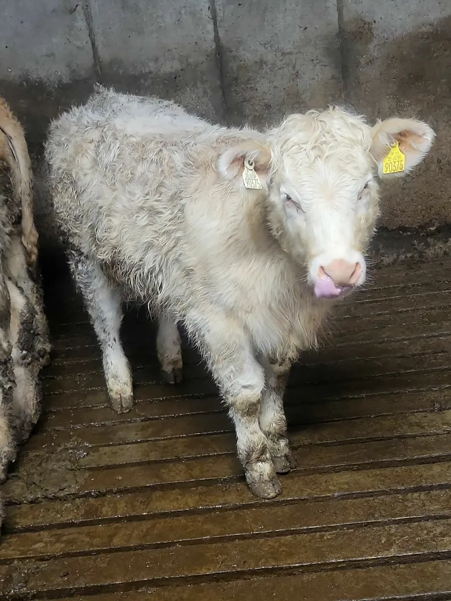 Pb Charolais Weanlings Gortatlea mart 25th Februar - Image 2