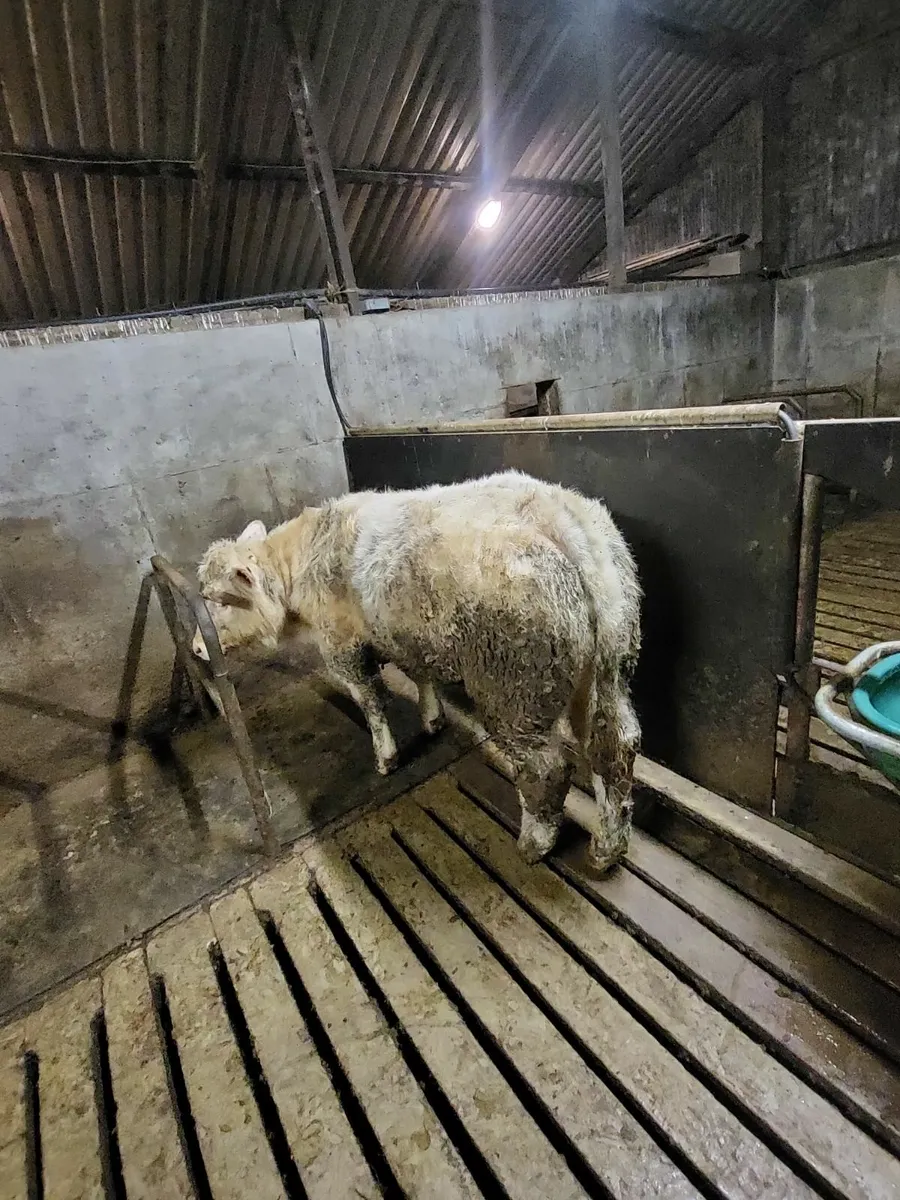 Pb Charolais Weanlings Gortatlea mart 25th Februar - Image 4
