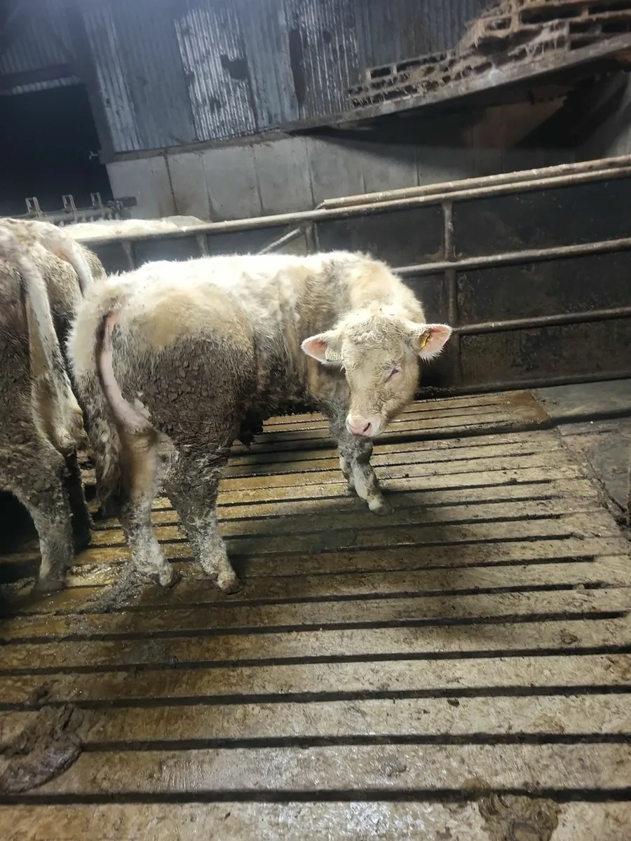 Pb Charolais Weanling Heifer - Image 4