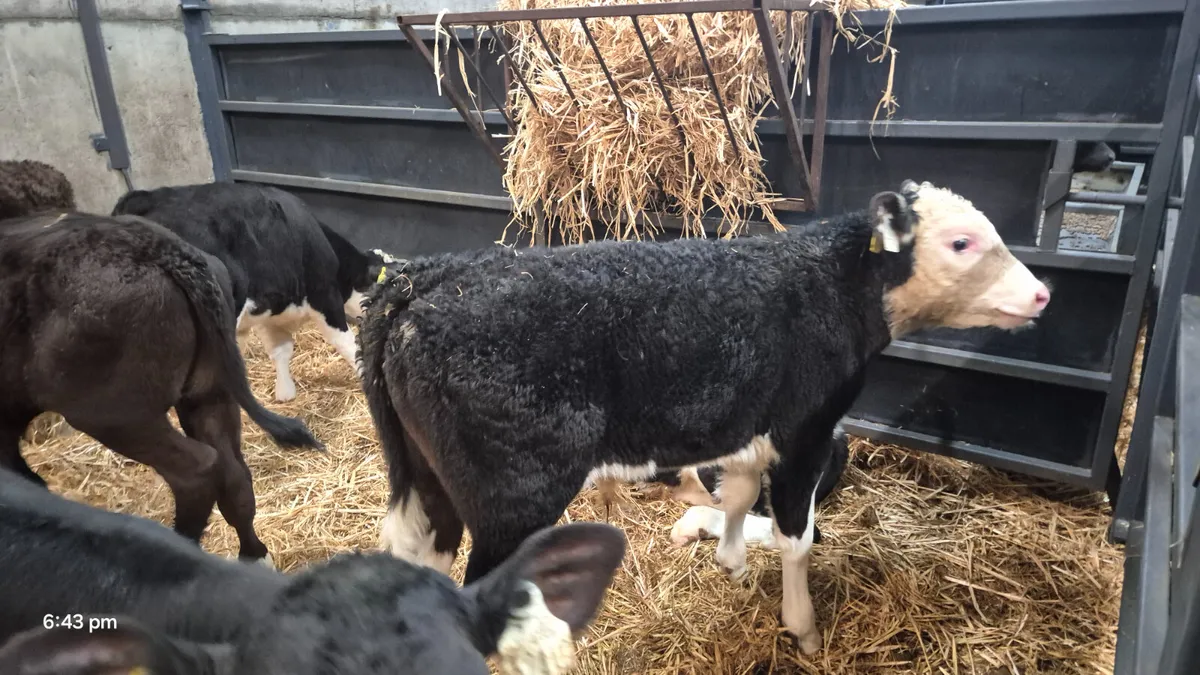12 Super Angus & Hereford bull calves for sale - Image 1