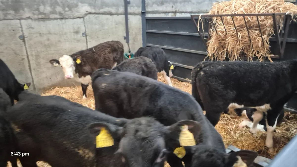12 Super Angus & Hereford bull calves for sale - Image 3