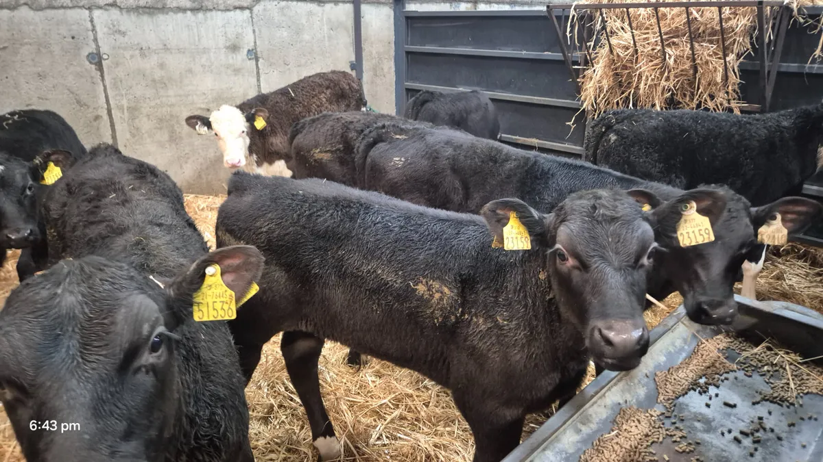 12 Super Angus & Hereford bull calves for sale - Image 4