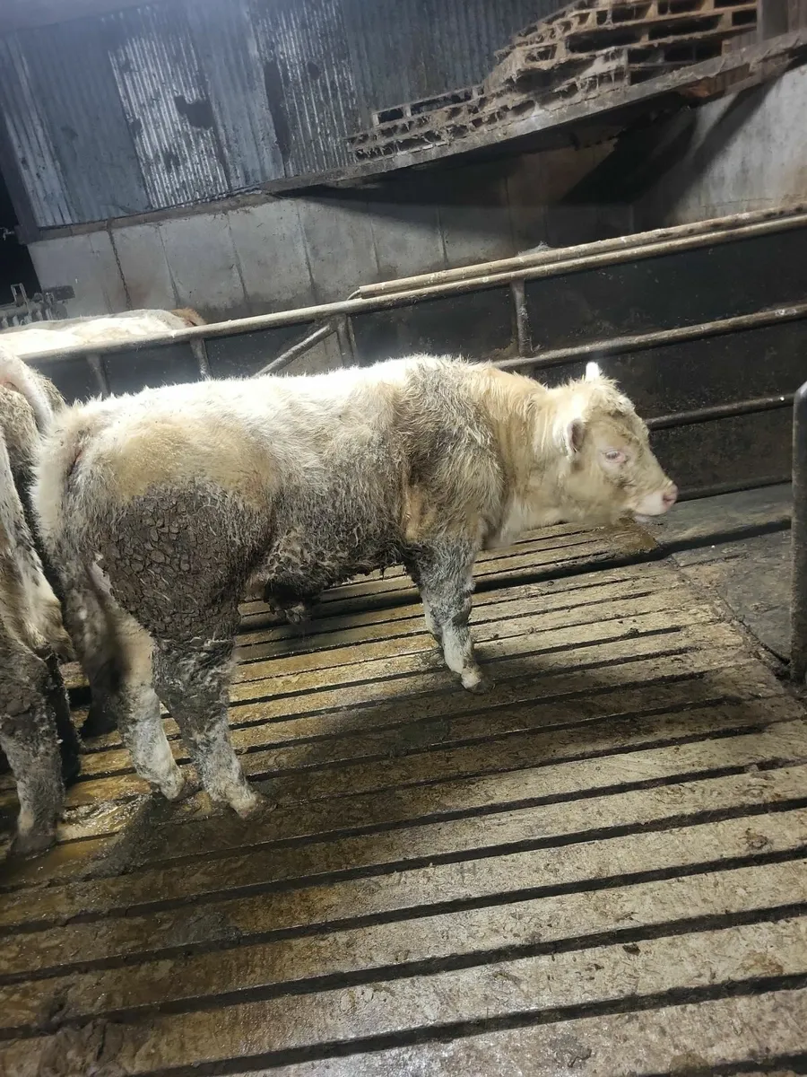 Pb Charolais Weanlings Gortatlea mart 25th Februar - Image 1