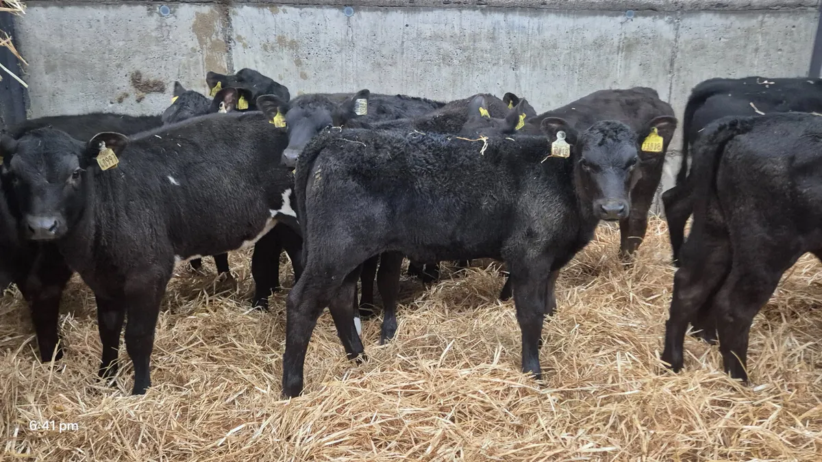 12 Super Aberdeen Angus Heifer calves  for sale - Image 1