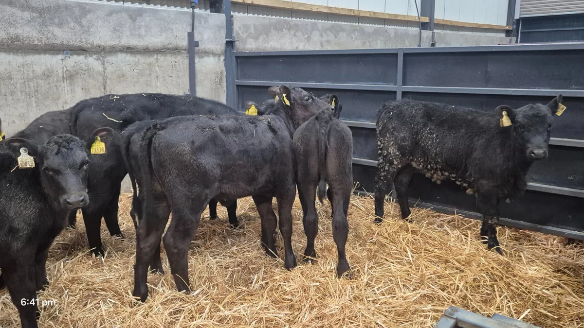 12 Super Aberdeen Angus Heifer calves  for sale - Image 3