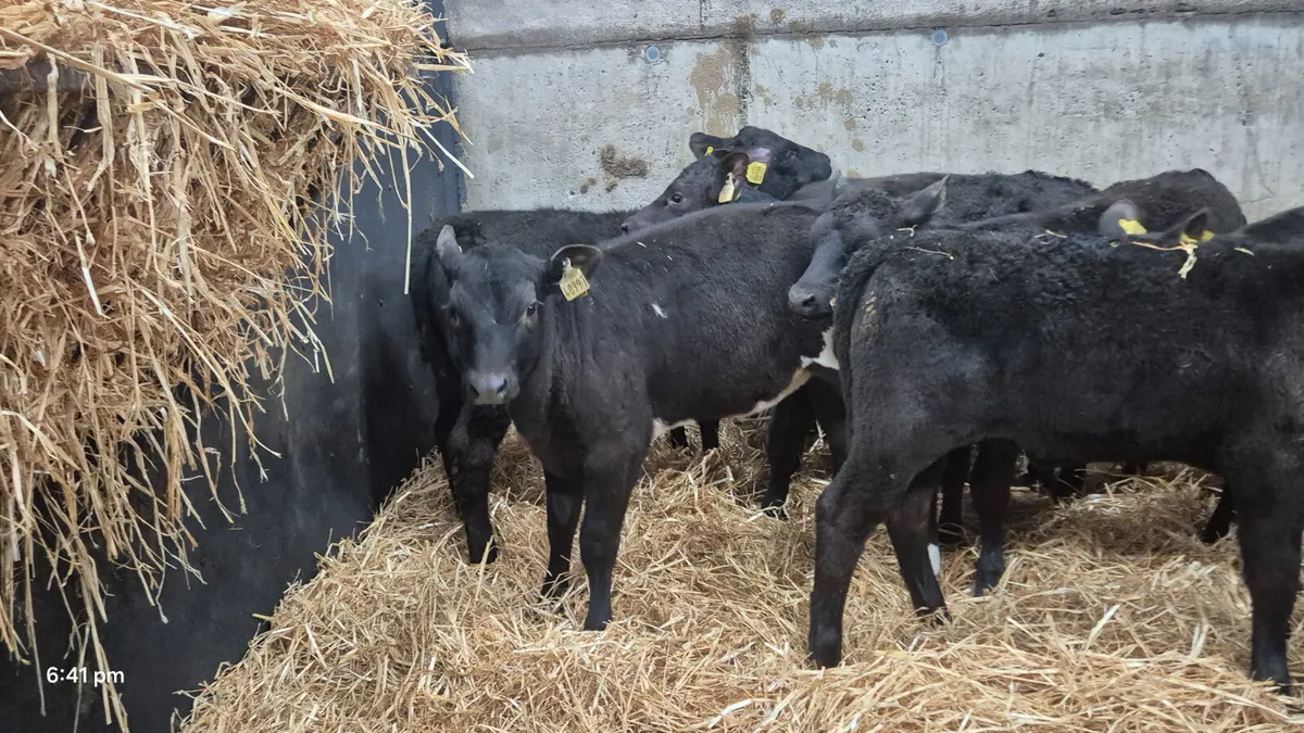 12 Super Aberdeen Angus Heifer calves  for sale - Image 4