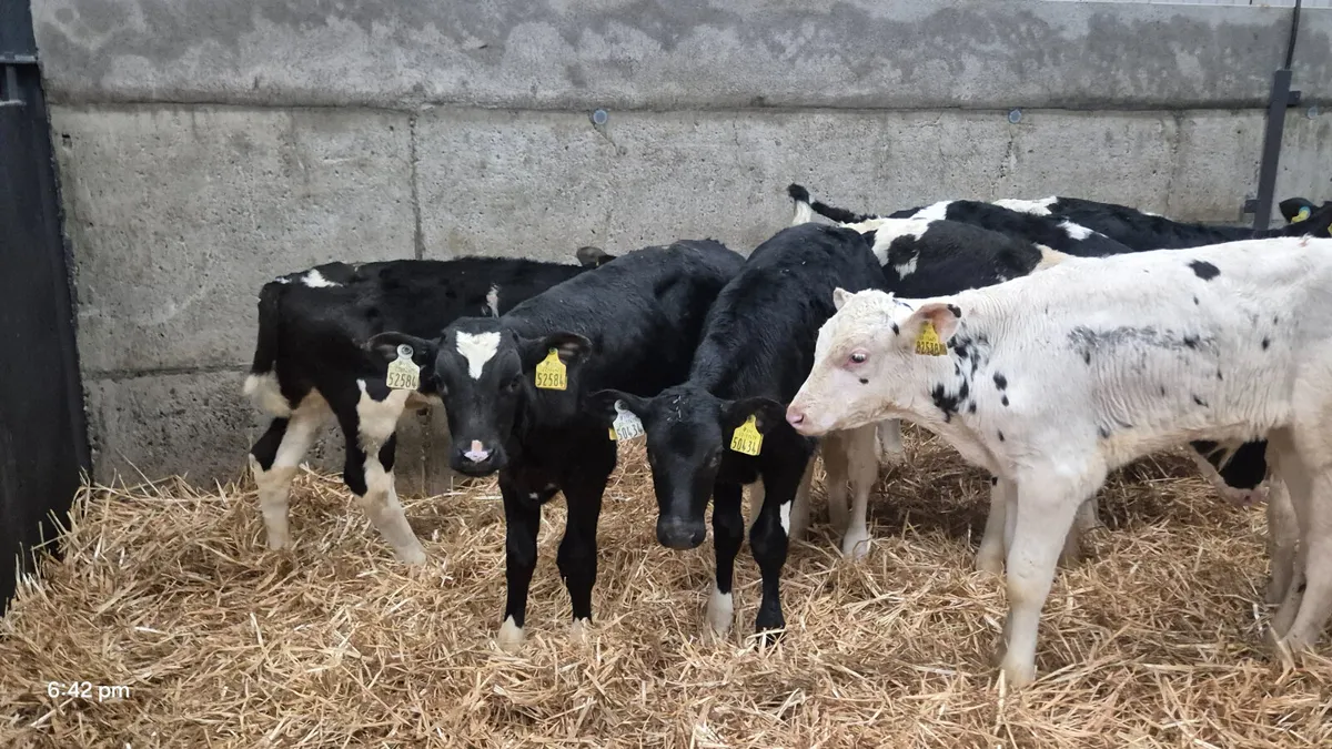 12 Friesian bull calves for sale - Image 4