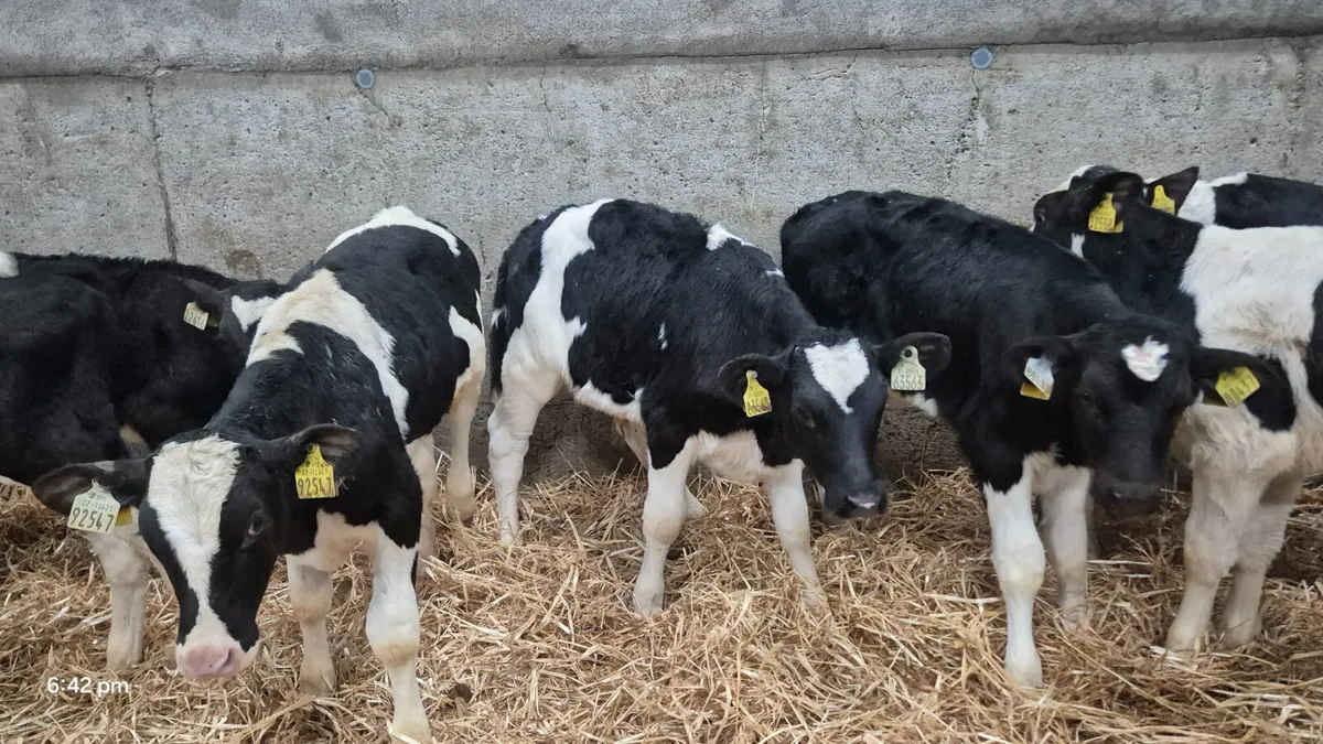 12 Friesian bull calves for sale - Image 3