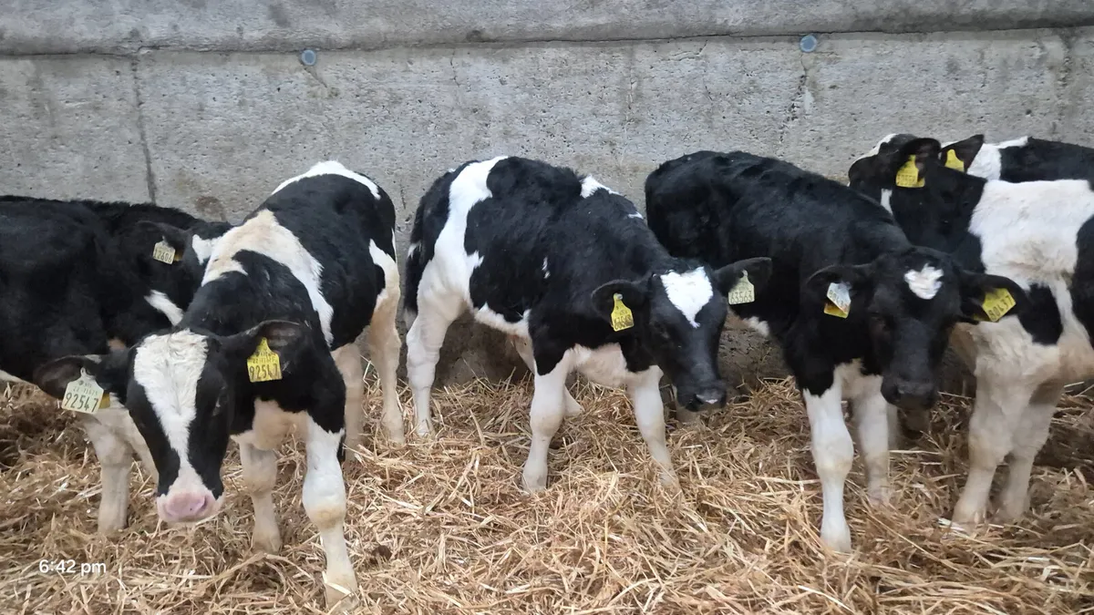 12 Friesian bull calves for sale - Image 2