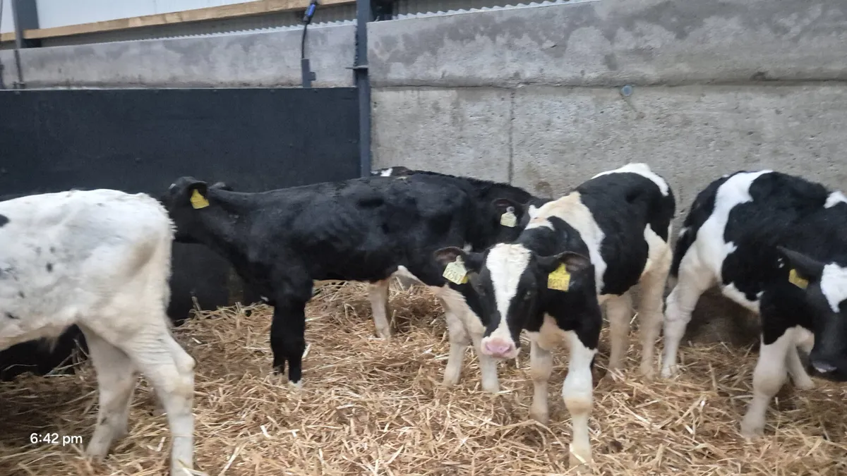 12 Friesian bull calves for sale - Image 1