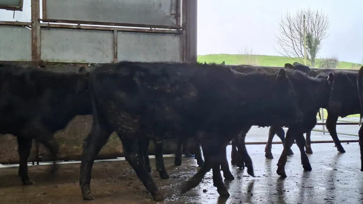 Super aax heifers - Image 3