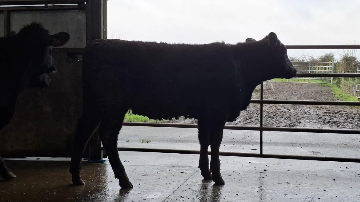 Super aax heifers - Image 4