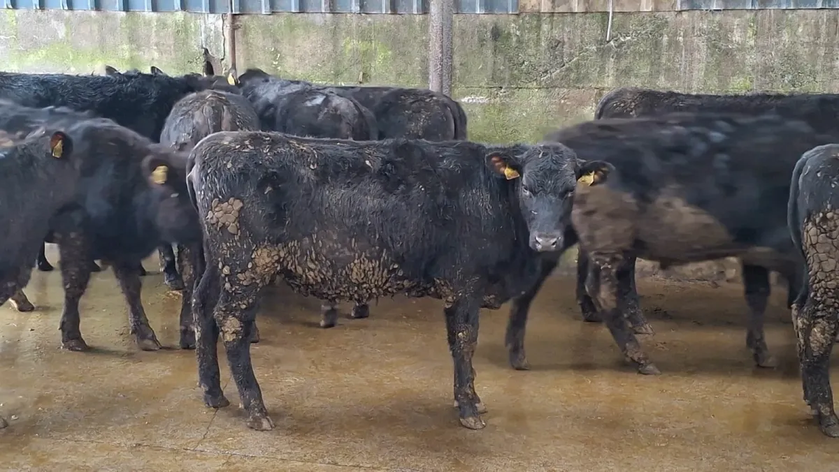 Super aax heifers - Image 1