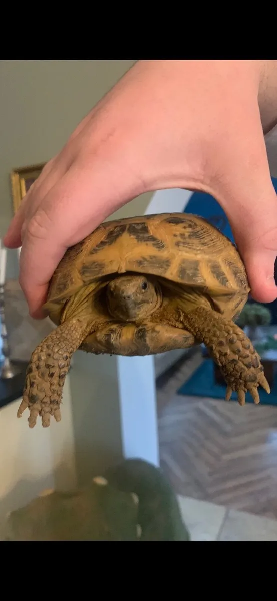 Tortoise Horsefield  with enclosure & accessories - Image 1
