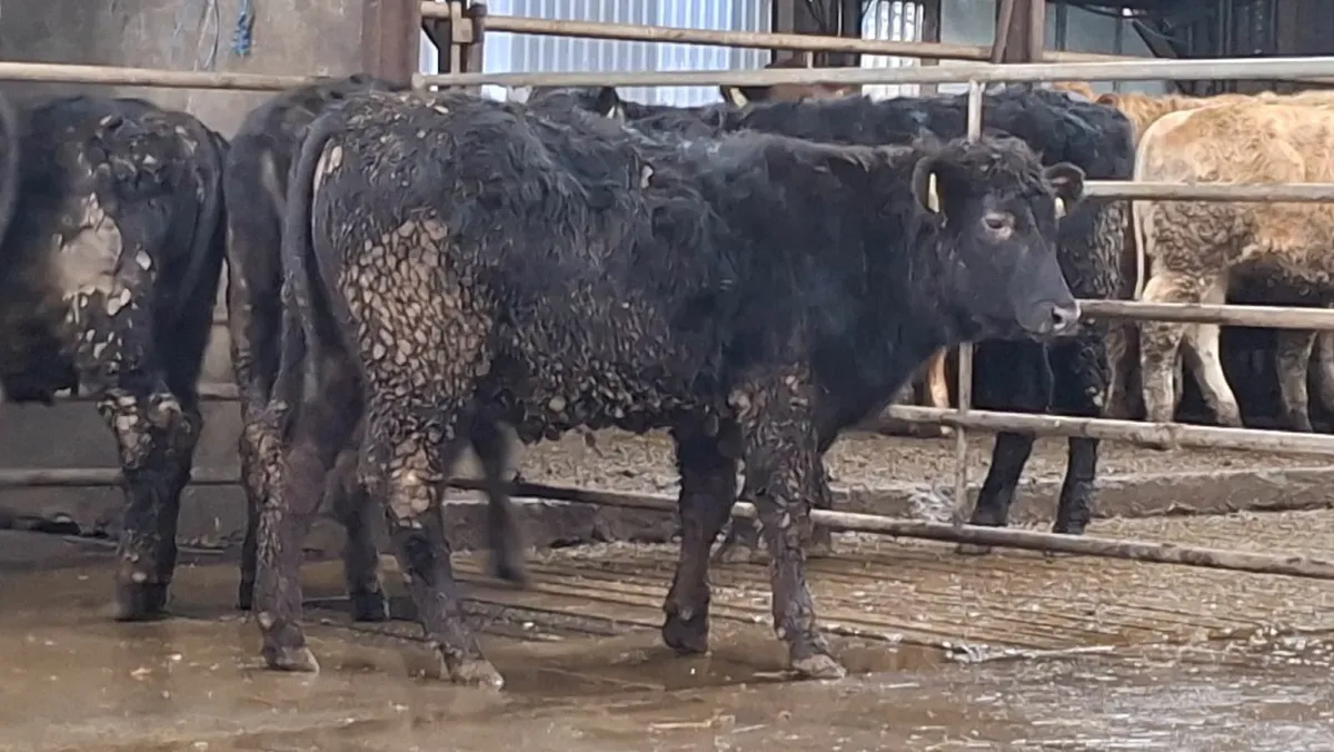 Super aax heifers - Image 1