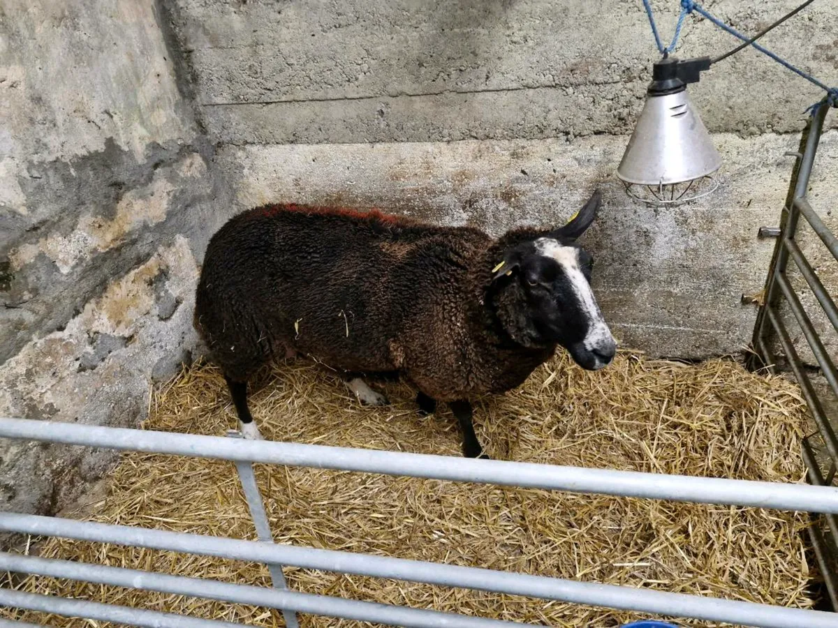 Foster ewe - Image 1