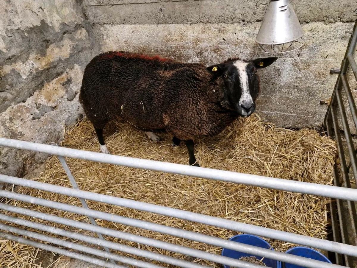 Foster ewe - Image 3