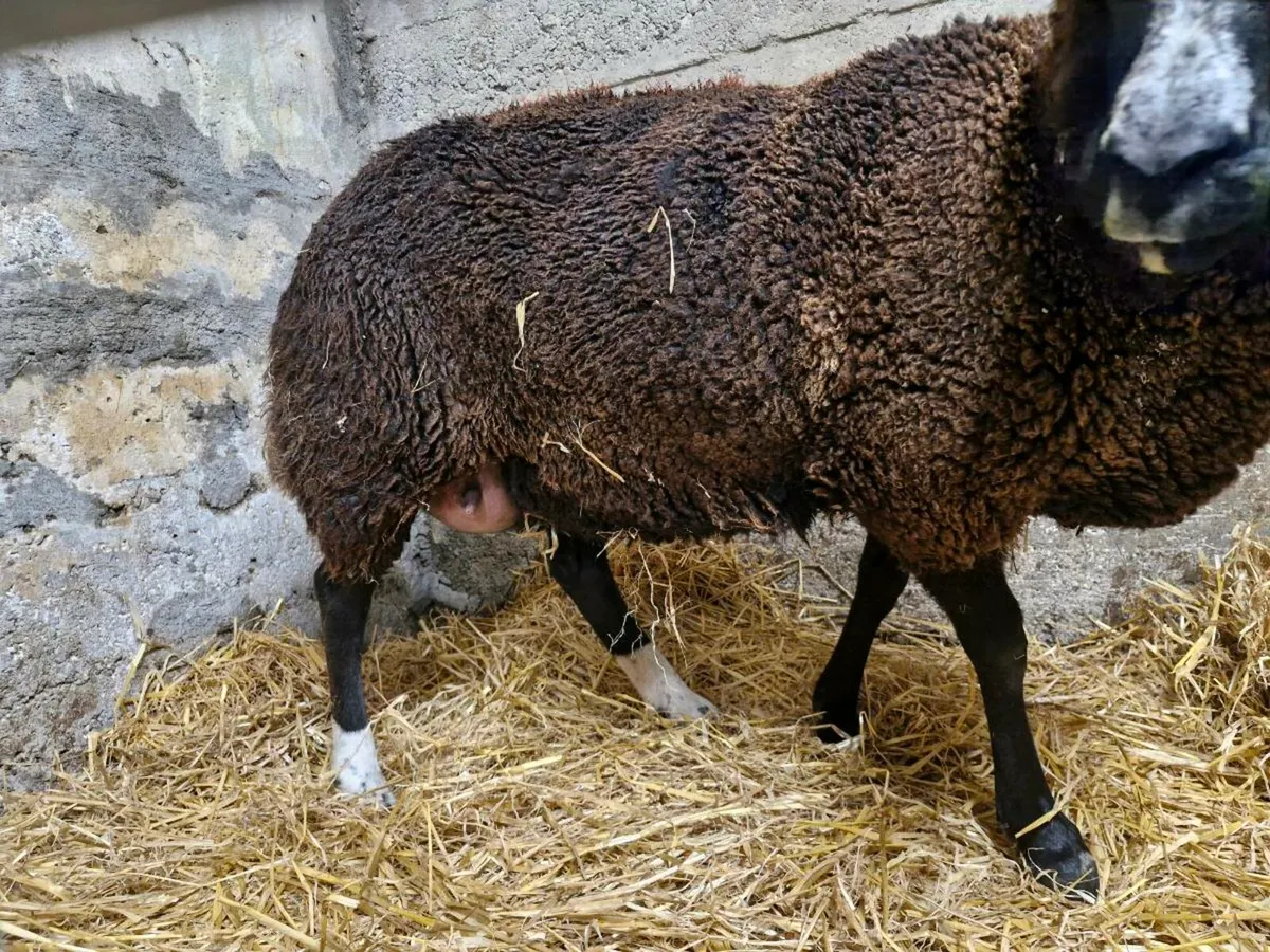 Foster ewe - Image 2