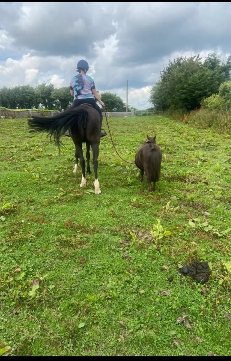 Miniature pony - Image 3