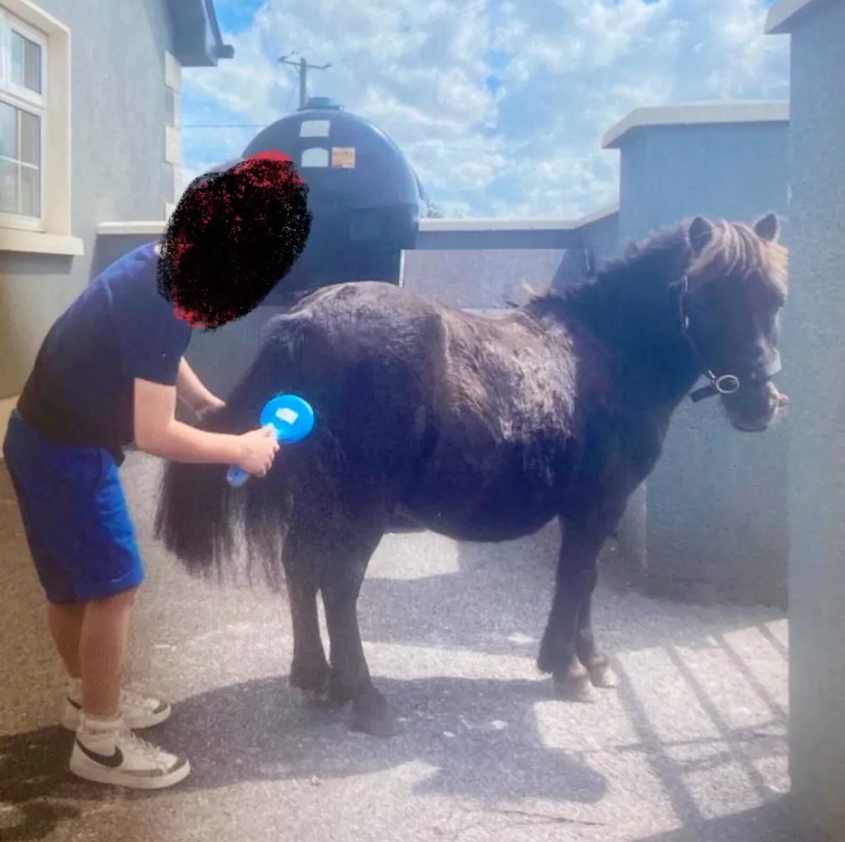 Miniature pony - Image 2