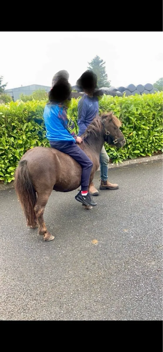Miniature pony - Image 4