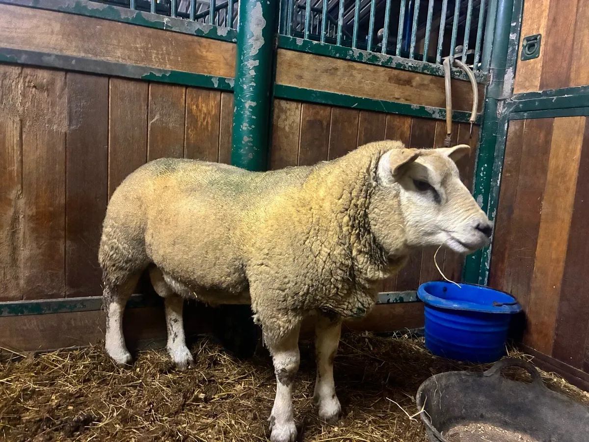 Texel Ram - Image 1