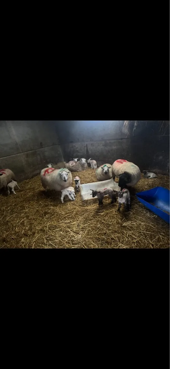 Ewes with lambs at foot. - Image 3