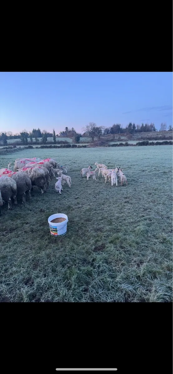 Ewes with lambs at foot. - Image 1