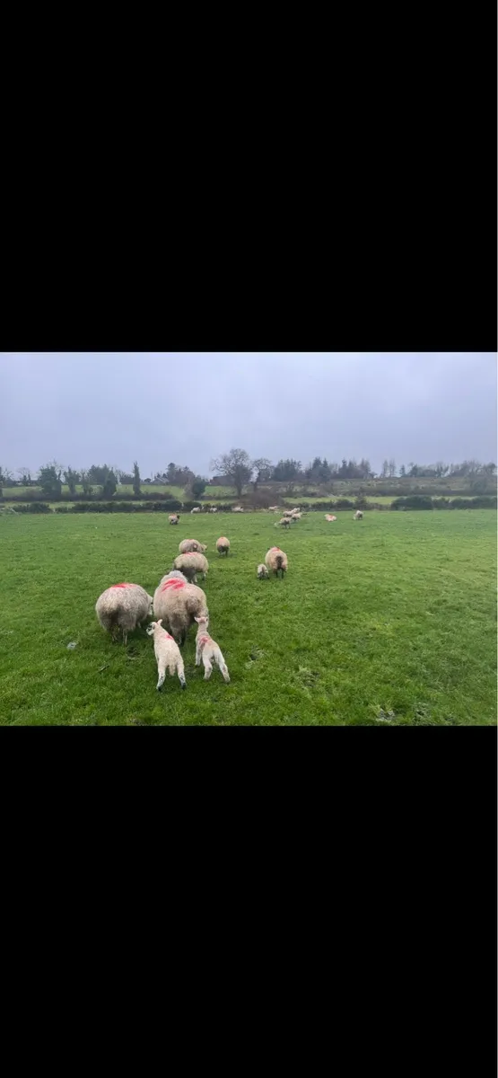 Ewes with lambs at foot. - Image 2