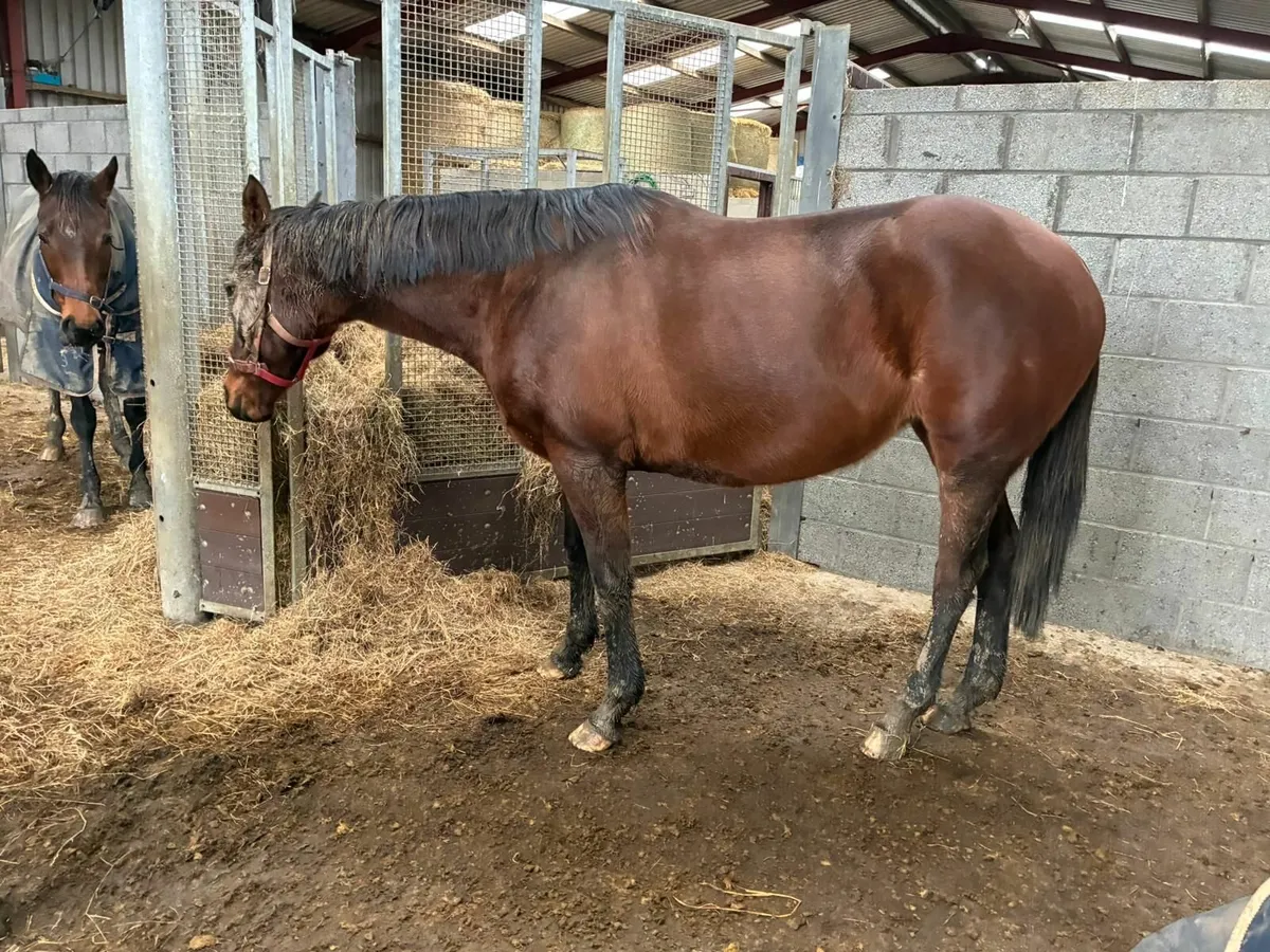 Quality Broodmare - Image 3