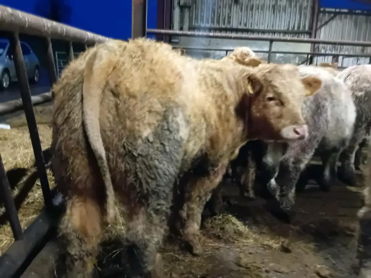 15 Smashing Charlaois Bullocks - Image 1