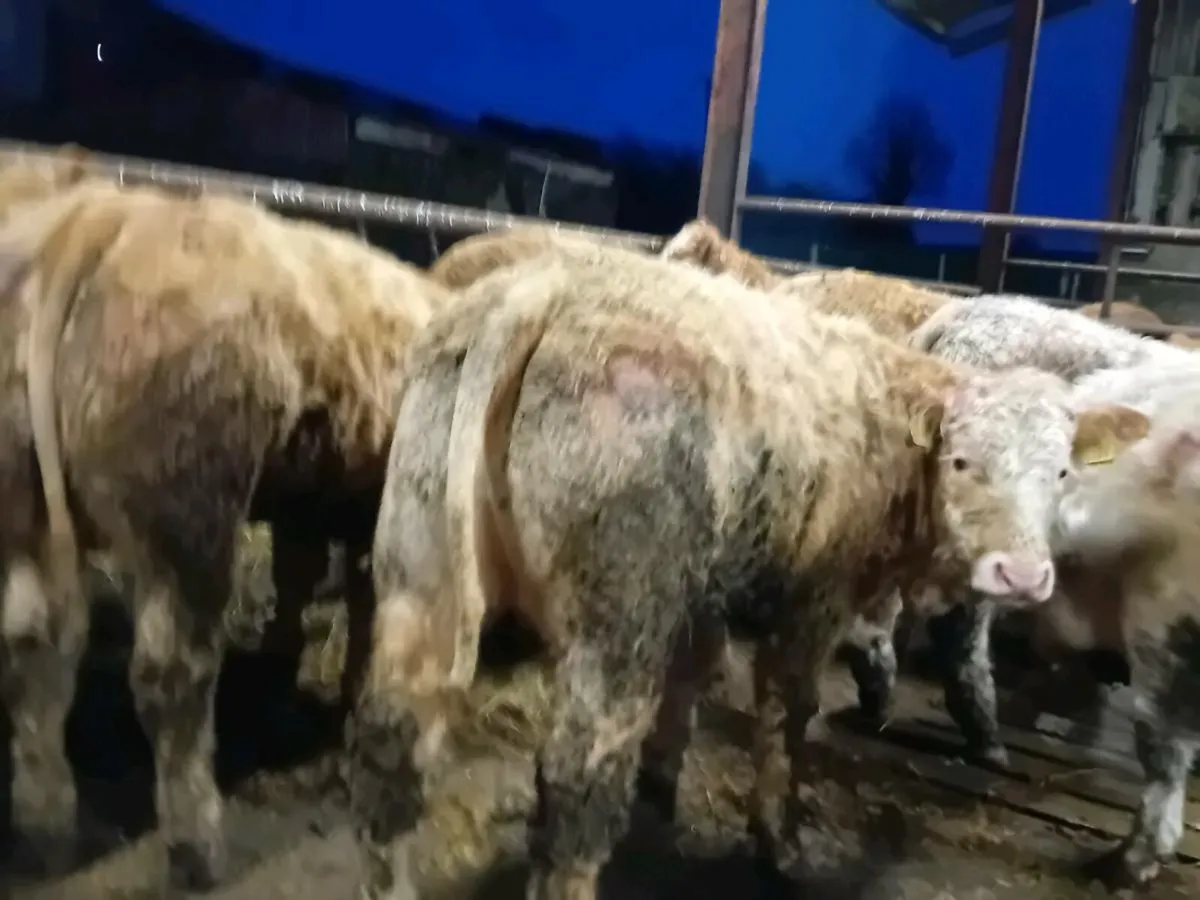 15 Smashing Charlaois Bullocks - Image 2